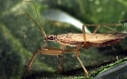 Los insectos caní­bales son más eficaces en el control biológico de plagas.